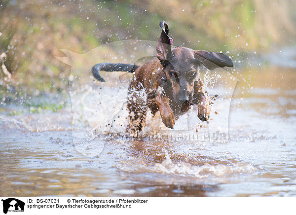 springender Bayerischer Gebirgsschweihund / BS-07031