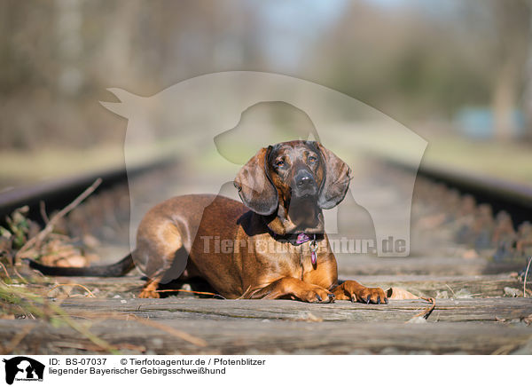 liegender Bayerischer Gebirgsschweihund / lying Bavarian Mountain Dog / BS-07037