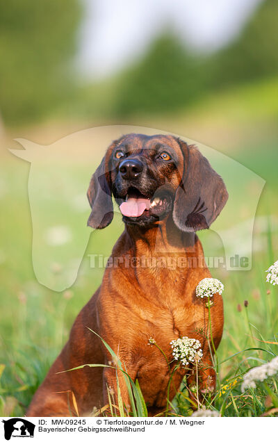 Bayerischer Gebirgsschweihund / MW-09245