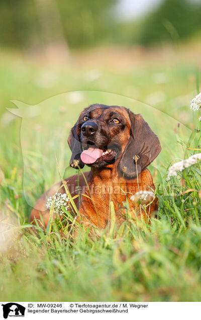 liegender Bayerischer Gebirgsschwei�hund / lying Bavarian Mountain Hound / MW-09246