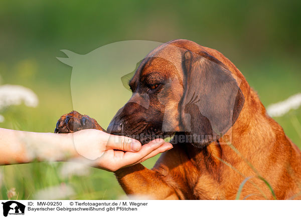 Bayerischer Gebirgsschweihund gibt Pftchen / MW-09250