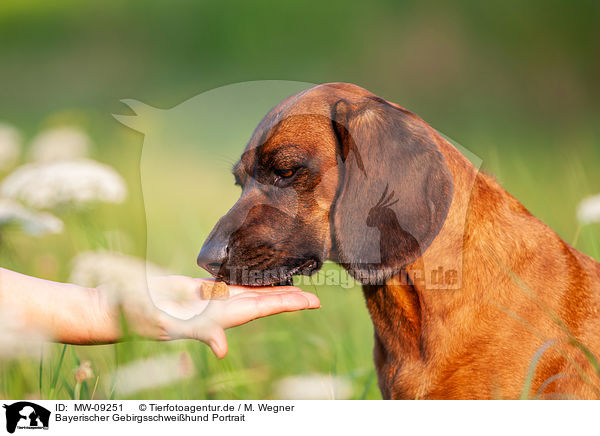 Bayerischer Gebirgsschweihund Portrait / Bavarian Mountain Hound Portrait / MW-09251