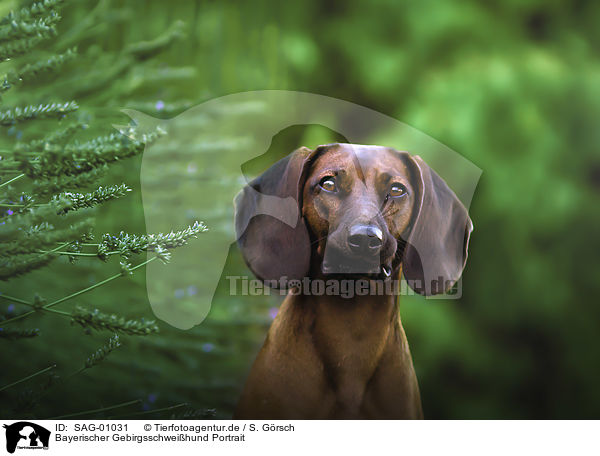 Bayerischer Gebirgsschweihund Portrait / Bavarian Mountain Hound portrait / SAG-01031