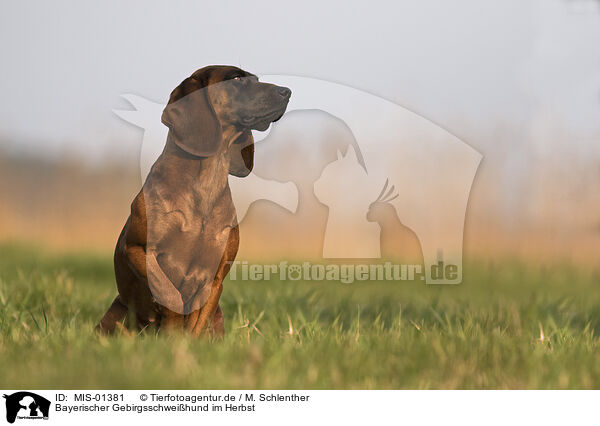 Bayerischer Gebirgsschweihund im Herbst / MIS-01381