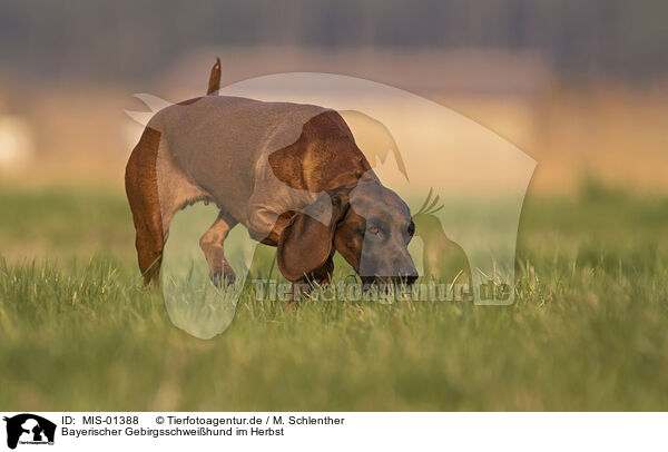 Bayerischer Gebirgsschwei�hund im Herbst / Bavarian Mountain Hound in autumn / MIS-01388