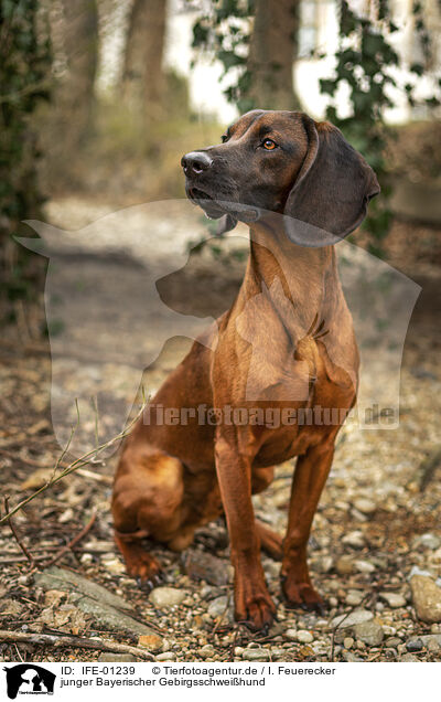 junger Bayerischer Gebirgsschwei�hund / young Bavarian Mountain Hound / IFE-01239
