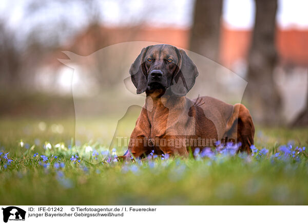 junger Bayerischer Gebirgsschweihund / young Bavarian Mountain Hound / IFE-01242