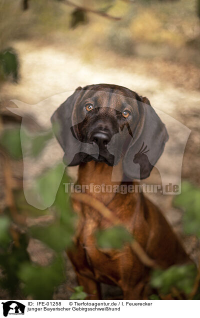 junger Bayerischer Gebirgsschweihund / young Bavarian Mountain Hound / IFE-01258