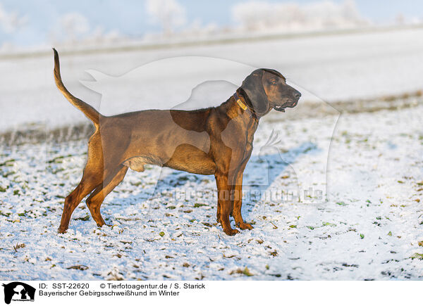 Bayerischer Gebirgsschwei�hund im Winter / Bavarian Mountain Hound in winter / SST-22620