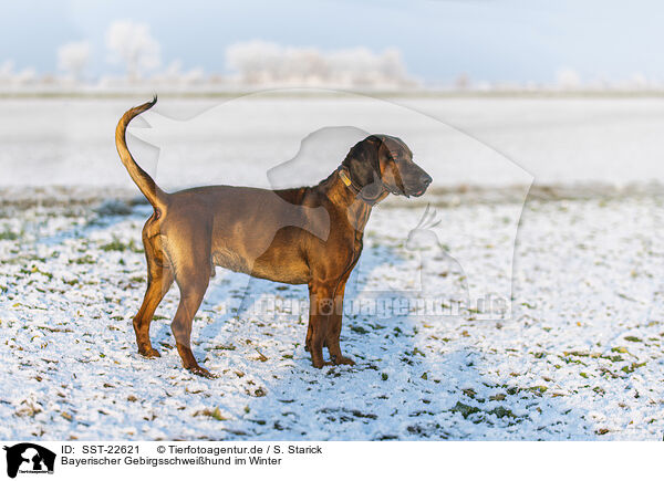 Bayerischer Gebirgsschweihund im Winter / SST-22621