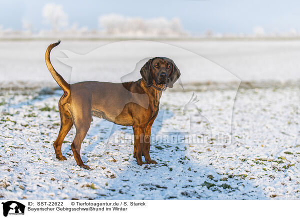 Bayerischer Gebirgsschweihund im Winter / SST-22622