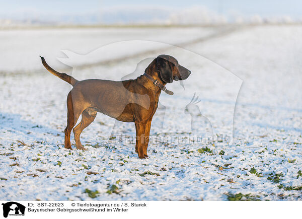Bayerischer Gebirgsschweihund im Winter / SST-22623