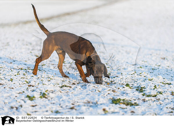 Bayerischer Gebirgsschweihund im Winter / SST-22624
