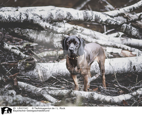 Bayerischer Gebirgsschweihund / Bavarian Mountain Dog / LR-01341