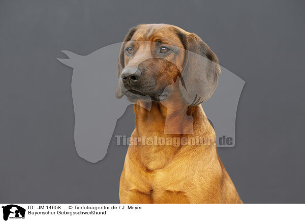 Bayerischer Gebirgsschweihund / Bavarian mountain hound / JM-14658
