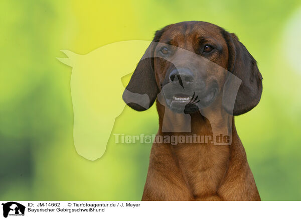 Bayerischer Gebirgsschwei�hund / Bavarian mountain hound / JM-14662