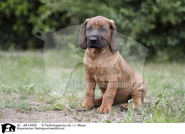 Bayerischer Gebirgsschweihund / Bavarian mountain hound / JM-14665