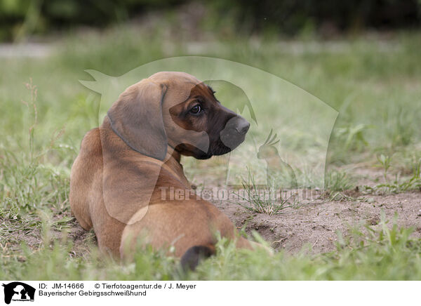 Bayerischer Gebirgsschweihund / Bavarian mountain hound / JM-14666