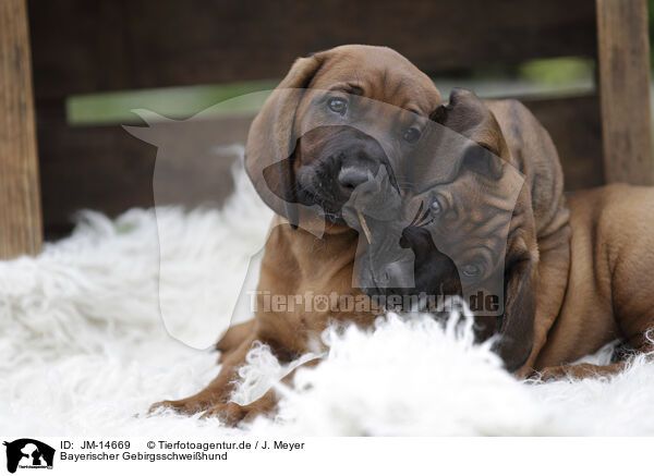 Bayerischer Gebirgsschweihund / Bavarian mountain hound / JM-14669