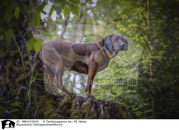 Bayerischer Gebirgsschweihund / Bavarian Mountain Hound / MAH-03839