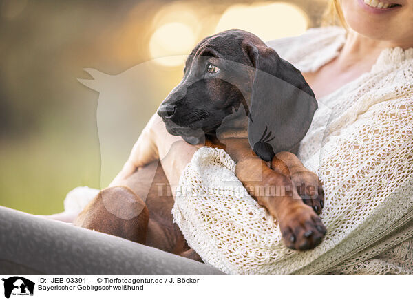 Bayerischer Gebirgsschweihund / Bavarian Mountain Dog / JEB-03391