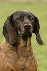 Bayerischer Gebirgsschweihund Portrait