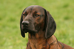 Bayerischer Gebirgsschweihund Portrait