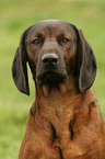 Bayerischer Gebirgsschweihund Portrait