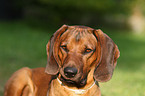 Bayerischer Gebirgsschweihund Portrait