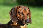 Bayerischer Gebirgsschweihund Portrait