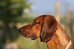 Bayerischer Gebirgsschweihund Portrait
