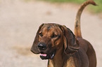 Bayerischer Gebirgsschweihund Portrait