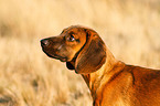 Bayerischer Gebirgsschweisshund Portrait