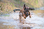 springender Bayerischer Gebirgsschweißhund
