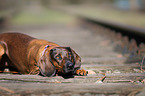 liegender Bayerischer Gebirgsschweihund