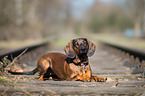 liegender Bayerischer Gebirgsschweihund