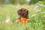 liegender Bayerischer Gebirgsschweihund