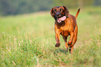 rennender Bayerischer Gebirgsschweißhund