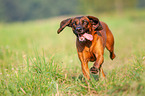 rennender Bayerischer Gebirgsschweißhund