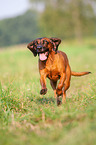rennender Bayerischer Gebirgsschweihund