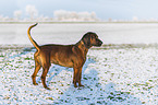 Bayerischer Gebirgsschweißhund im Winter