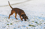 Bayerischer Gebirgsschweißhund im Winter