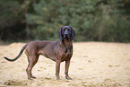 Bayerischer Gebirgsschweihund