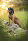 Bayerischer Gebirgsschweihund