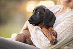 Bayerischer Gebirgsschweihund