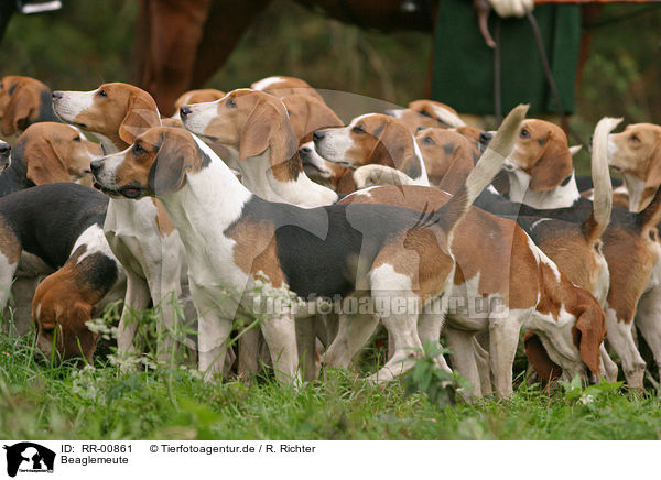 Beaglemeute / RR-00861