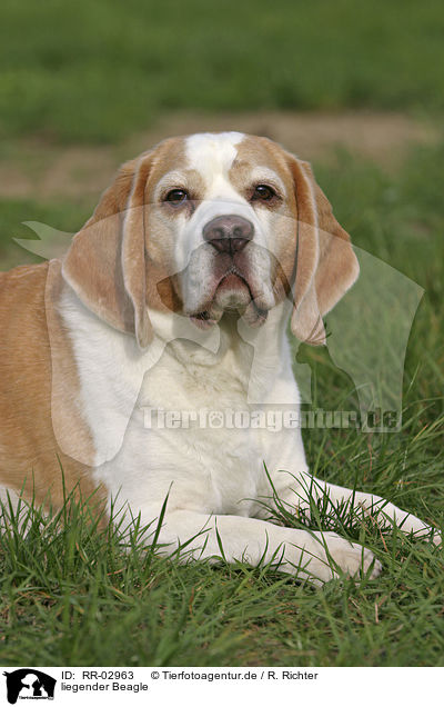 liegender Beagle / RR-02963