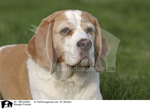 Beagle Portrait / Beagle Portrait / RR-02964