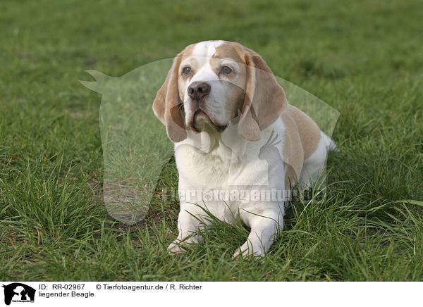 liegender Beagle / lying Beagle / RR-02967