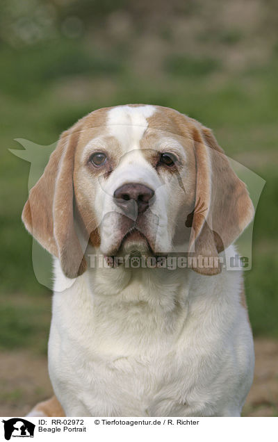 Beagle Portrait / Beagle Portrait / RR-02972
